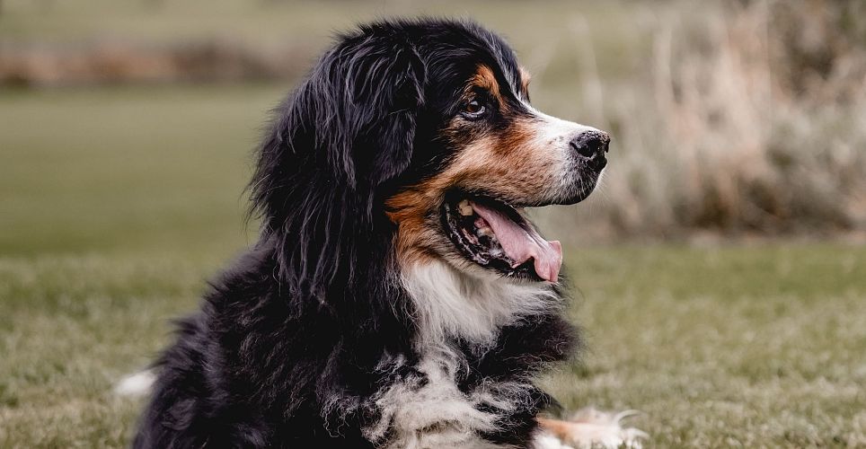 Urlaub mti Hundwebp