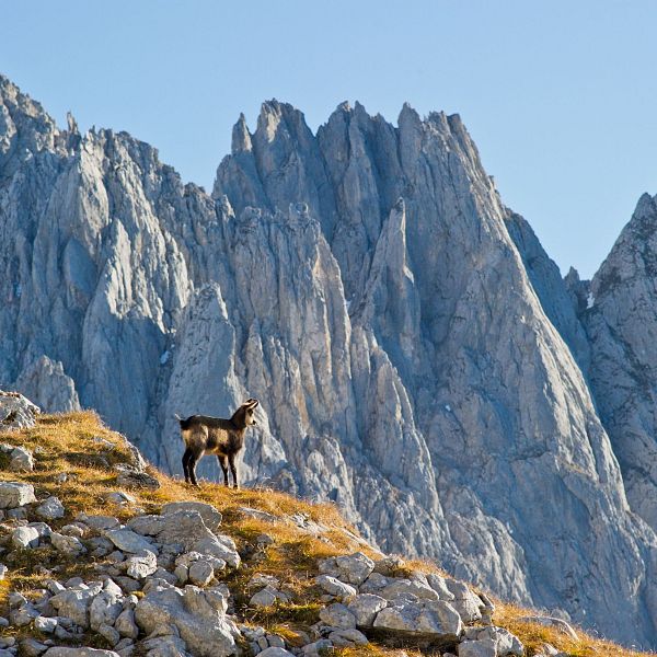 Ein Steinbock auf einem felsigen Hang mit steilen Berggipfeln im Hintergrund unter klarem Himmel. Das Tier steht ruhig und sondiert die Umgebung.