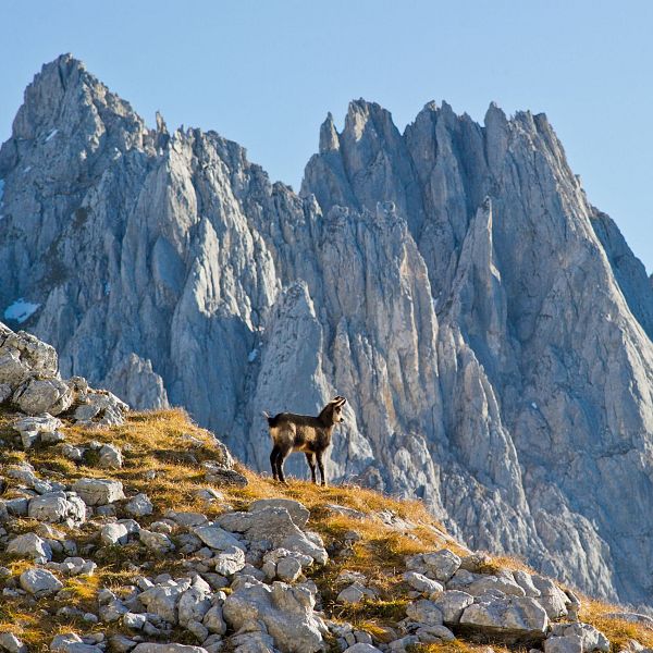 Ein Steinbock auf einem felsigen Hang mit steilen Berggipfeln im Hintergrund unter klarem Himmel. Das Tier steht ruhig und sondiert die Umgebung.